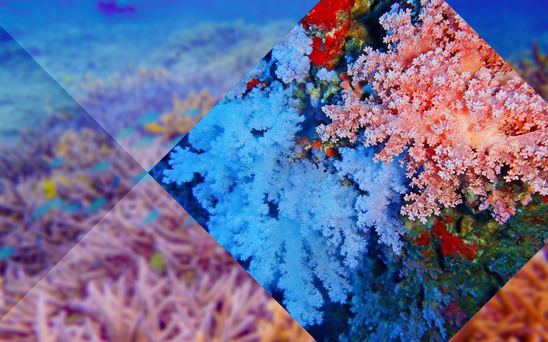 沖縄産本珊瑚　ネックレス